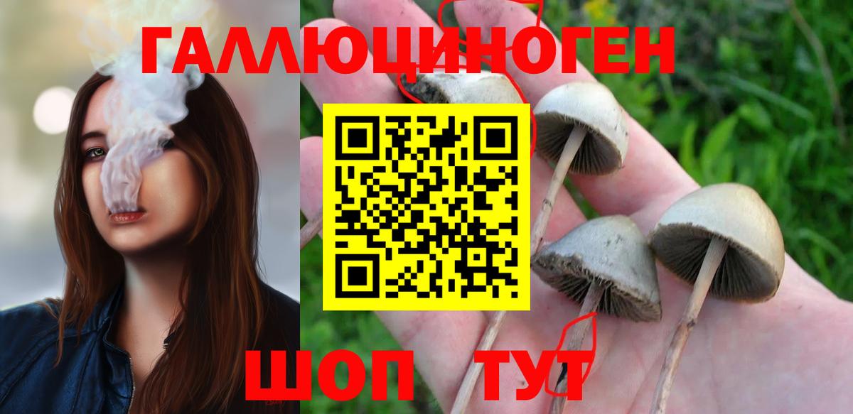 Галлюциногенные грибы Psilocybine cubensis Сокол